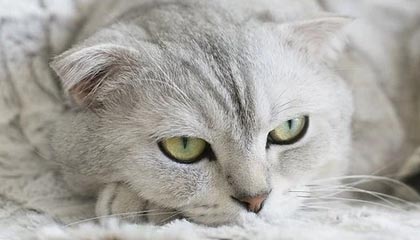 金沙娱乐|青少年体育赛事v9.7.5